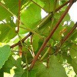 MVEC Sunbelt E-L Stage 38 Berries harvest ripe.