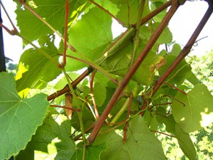 MVEC Sunbelt E-L Stage 38 Berries harvest ripe.