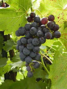 MVEC Chambourcin E-L Stage 36 Berries with intermediate sugar levels.