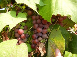 W Catawba E-L Stage 36 Berries with intermediate sugar levels.