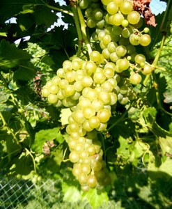R Seyval Blanc E-L Stage 36 - 37 Berries with intermediate sugar levels to Berries not quite ripe.