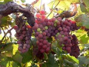 R Catawba E-L Stage 36 Berries with intermediate sugar levels.