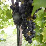 MVEC Chambourcin E-L Stage 38 Berries harvest ripe.
