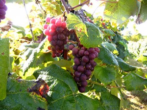 R Catawba E-L Stage 38 Berries harvest ripe.