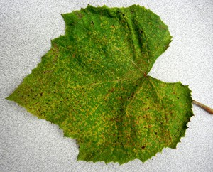 The top of the leaf has small yellowish and brown spots.
