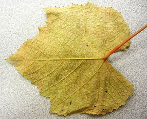 The underside of the leaf has some whitish powder that looks more like powdery mildew than downy.