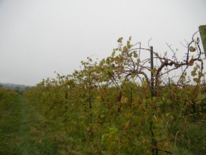 MVEC Valvin Muscat E-L Stage 43 Beginning of leaf fall