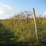 MVEC Valvin Muscat E-L Stage 43 Beginning of leaf fall