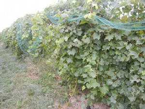 MVEC Chambourcin E-L Stage 38 Berries harvest ripe.