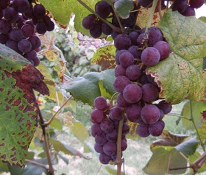 W Catawba E-L Stage 38 Berries harvest ripe.