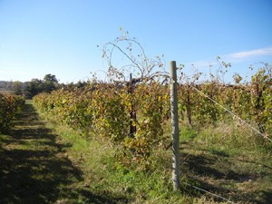 R Seyval Blanc E-L Stage 45 Intermediate leaf fall