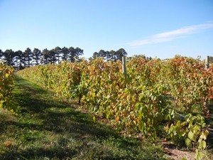 F Vignoles E-L Stage 43 Beginning of leaf fall