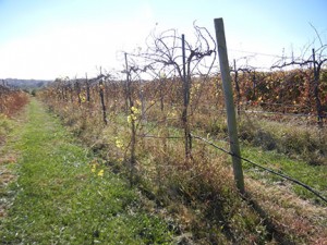 MVEC Valvin Muscat E-L Stage 47 End of leaf fall