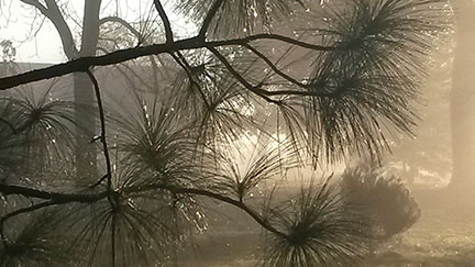Pretty pine silhouette - photo by Susanne Howard.