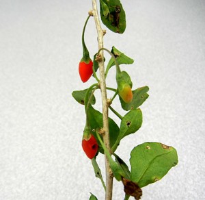 This photo of the goji berries was taken November 2, 2015.