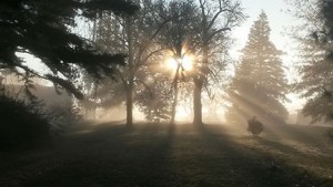 Morning mist and sunlight - photo by Susanne Howard