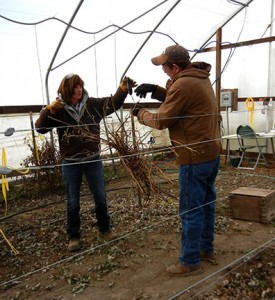 Shelia and Randy bundle and weight the cane prunings from each replication in the high tunnel raspberries in grow bags experiment.