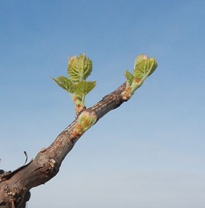 R Seyval Blanc E-L Stage 4-7 Budburst; leaf tips visible to First leaf separated from shoot tip