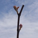 R Catawba E-L Stage 3 – 4 – (7) Wooly bud +- green showing to Budburst; leaf tips visible; to first leaf separated from shoot tip.