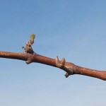 F Vignoles E-L Stage 3-4 Wooly bud +- green showing to Budburst; leaf tips visible