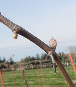F Traminette E-L Stage 3-4 Wooly bud +- green showing to Budburst; leaf tips visible