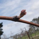 D Concord E-L Stage 3-4 Wooly bud +- green showing to Budburst; leaf tips visible