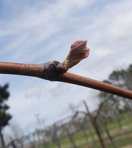 D Concord E-L Stage 3-4 Wooly bud +- green showing to Budburst; leaf tips visible