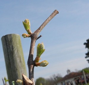 D Vivant E-L Stage 4-(7) Budburst; leaf tips visible to (First leaf separated from shoot tip)