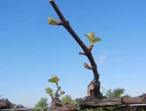 D Vidal Blanc E-L Stage 4 - 7 Budburst; leaf tips visible to First leaf separated from shoot tip