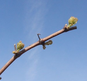 MVEC Valvin Muscat E-L Stage 4-7 Budburst; leaf tips visible to First leaf separated from shoot tip