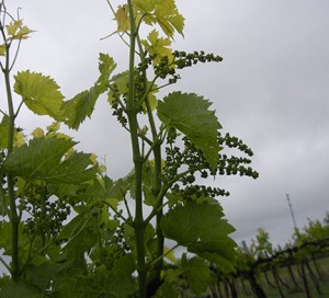 R Seyval Blanc E-L Stage 16 – 17 10 leaves separated to 12 leaves separated; inflorescence well developed, single flowers separated.