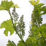 R Seyval Blanc E-L Stage 17 12 leaves separated; inflorescence well developed, single flowers separated.