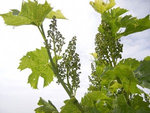 R Seyval Blanc E-L Stage 17 12 leaves separated; inflorescence well developed, single flowers separated.