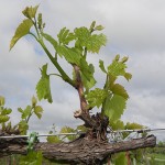 F Vignoles E-L Stage 9-11 2 to 3 leaves separated; shoots 2 – 4 cm long to 4 leaves separated