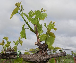 F Vignoles E-L Stage 9-11 2 to 3 leaves separated; shoots 2 – 4 cm long to 4 leaves separated