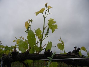 F Vignoles E-L Stage 15 8 leaves separated; shoots elongating rapidly; single flowers in compact groups