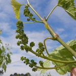 F Vignoles E-L Stage 15 - 16 8 leaves separated; shoots elongating rapidly; single flowers in compact groups to 10 leaves separated