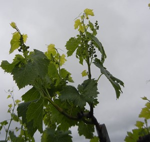 F Chardonel E-L Stage 16 – 17 10 leaves separated to 12 leaves separated; inflorescence well developed, single flowers separated.
