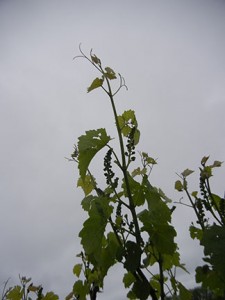 F Cayuga White E-L Stage 16 – 17 10 leaves separated to 12 leaves separated; inflorescence well developed, single flowers separated.