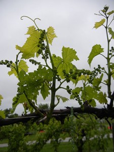 D Vidal Blanc E-L Stage 15 8 leaves separated; shoots elongating rapidly; single flowers in compact groups