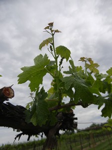 G Cabernet Sauvignon E-L Stage 11 - 12 4 leaves separated to 5 leaves separated; shoots about 10 cm long; inflorescence clear