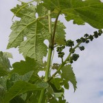 G Cabernet Sauvignon E-L Stage 15 8 leaves separated; shoots elongating rapidly; single flowers in compact groups