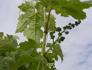 G Cabernet Sauvignon E-L Stage 15 8 leaves separated; shoots elongating rapidly; single flowers in compact groups