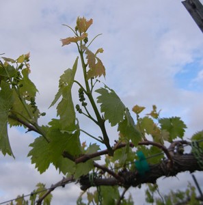MVEC Valvin Muscat E-L Stage 11 - 12 4 leaves separated to 5 leaves separated; shoots about 10 cm long; inflorescence clear