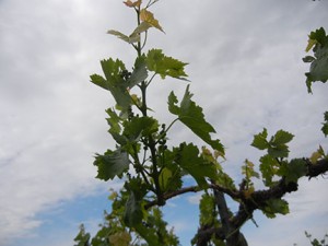 MVEC Valvin Muscat E-L Stage 13 - 16 6 leaves separated to 7 leaves separated to 8 leaves separated; shoot elongating rapidly; single flowers in compact groups to 10 leaves separated.