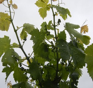 MVEC Valvin Muscat E-L Stage 15 - 16 8 leaves separated; shoot elongating rapidly; single flowers in compact groups to 10 leaves separated.