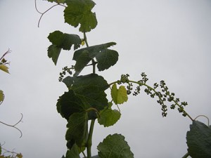NWV Arandel E-L Stage 16 – 17 10 leaves separated to 12 leaves separated; inflorescence well developed, single flowers separated.