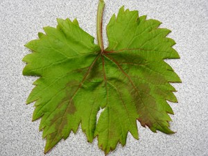 This is a Chambourcin leaf with a symptom we are currently trying to identify.