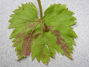 Here is what the symptom looks like on the underside of the leaf.
