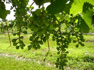F Chardonel E-L Stage 31 Berries pea-size (> 7mm diam.).